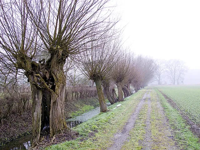 Niederrhein (Region)